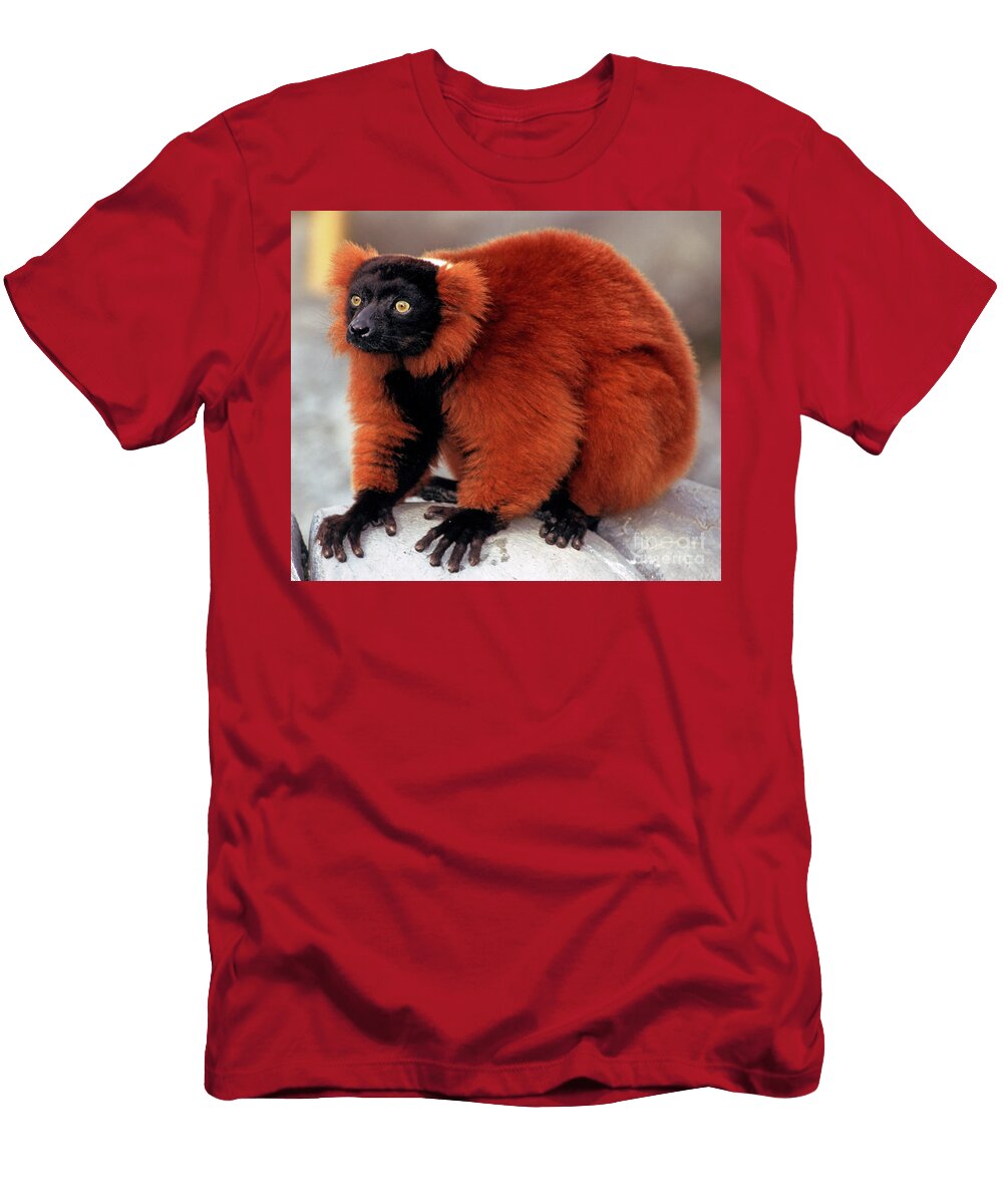 1 Red Ruffed Lemur Millard H Sharp T-Shirt