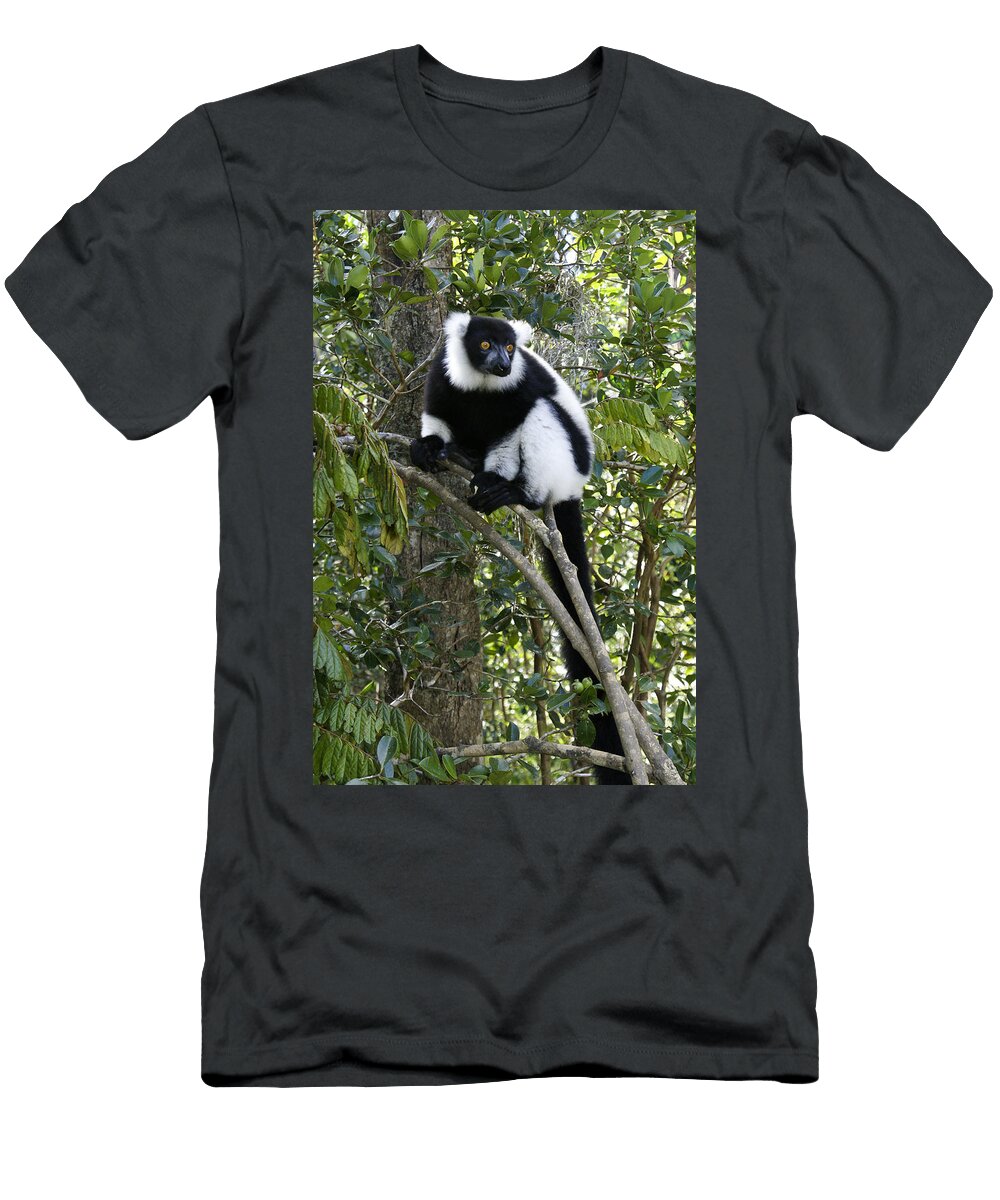 4 Black and White Ruffed Lemur Michele Burgess T-Shirt