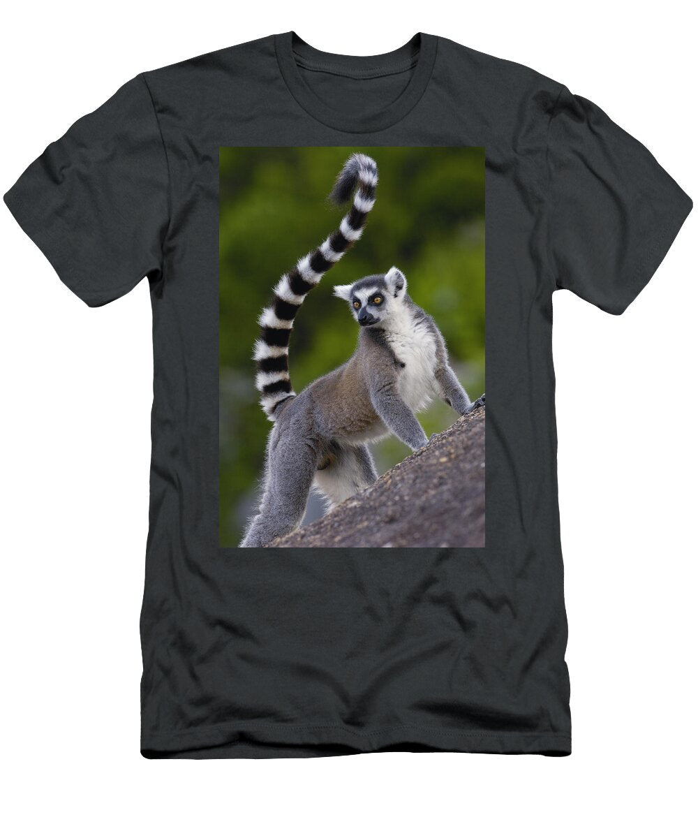 4 Ring Tailed Lemur Lemur Catta Portrait Pete Oxford T-Shirt