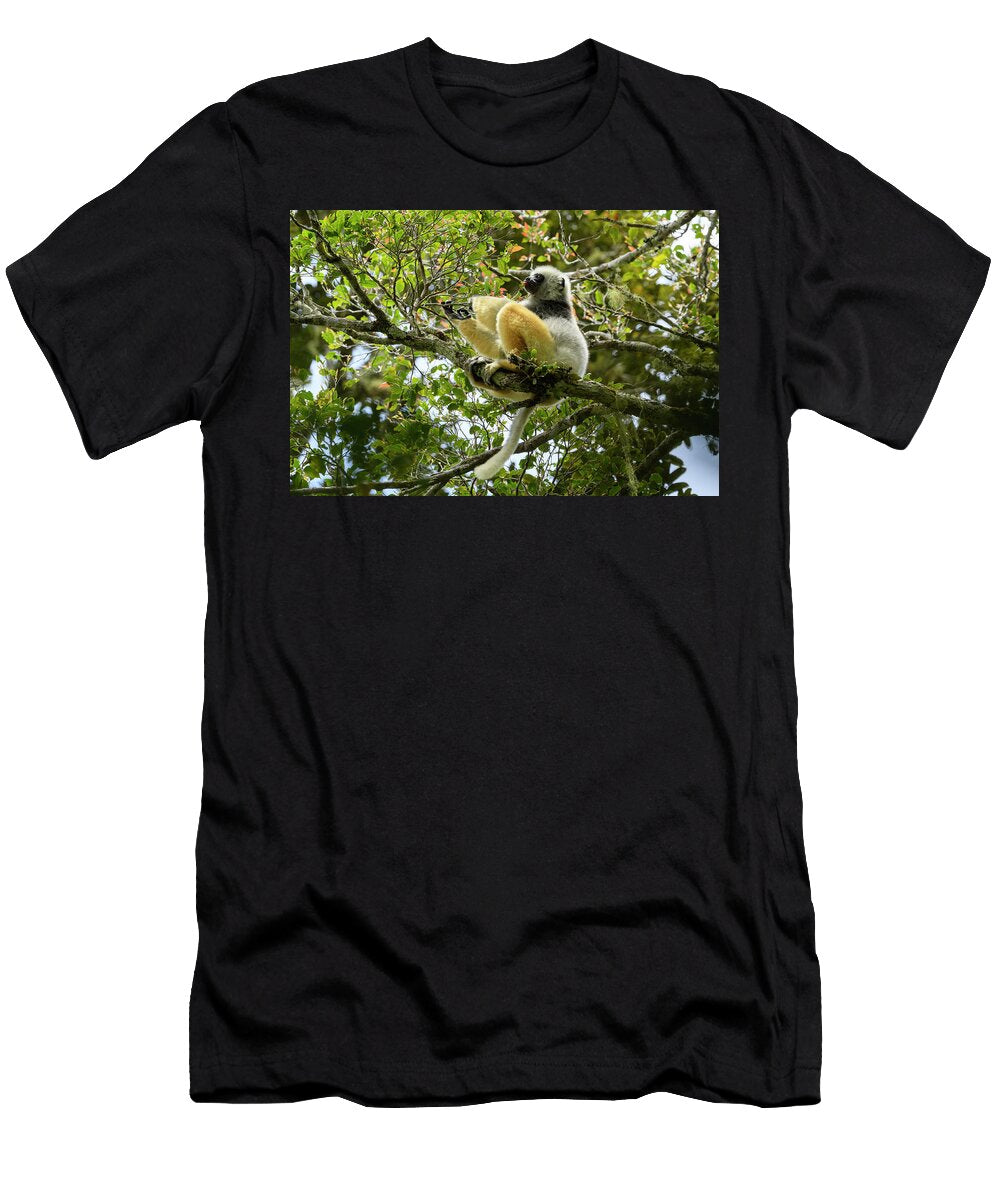 Diademed Sifaka Feeding on Leaves Sitting in Tree Terry Whittaker Natureplcom T-Shirt