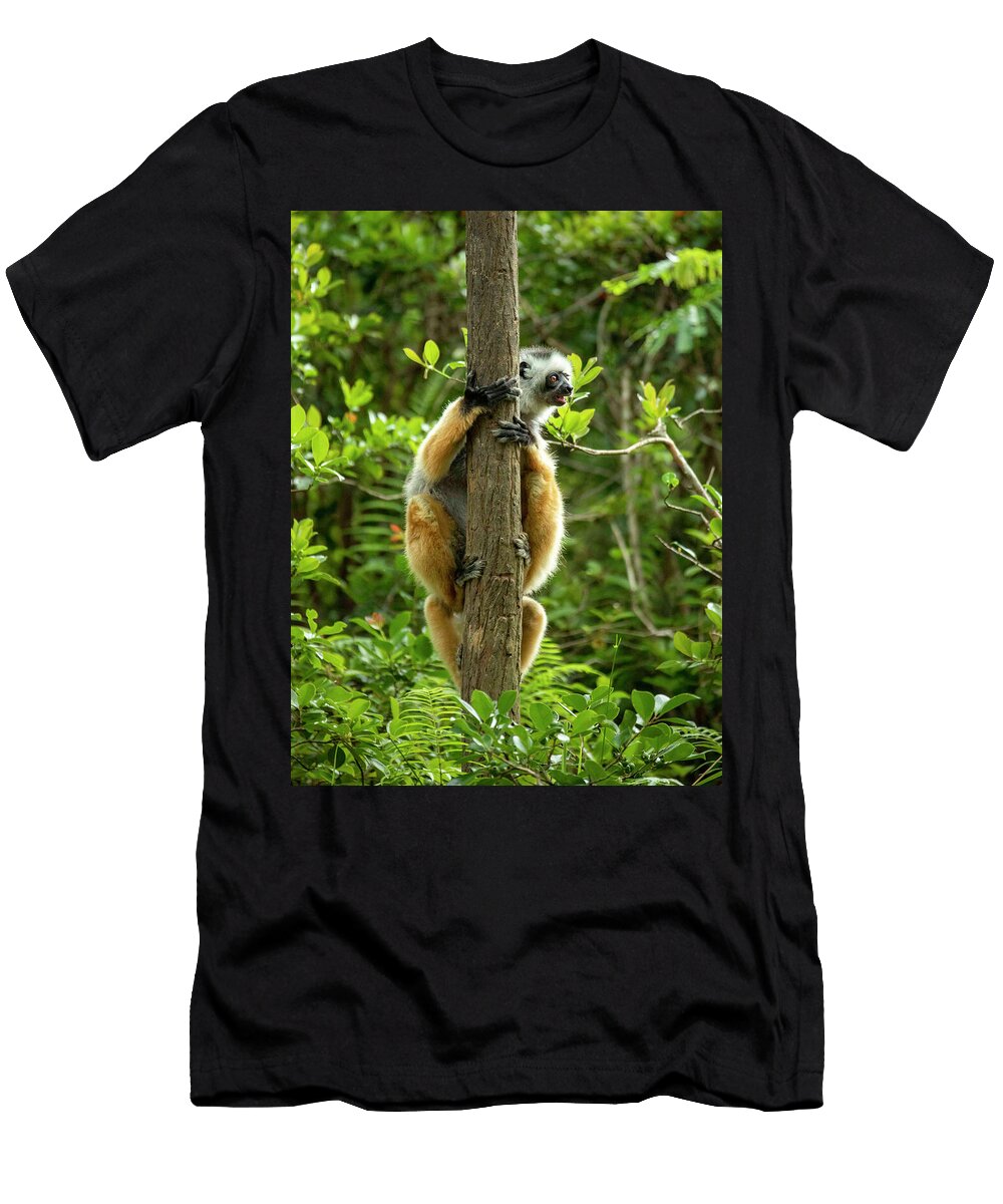 Diademed Sifaka Mother Carrying Her Young on Her Back Sandesh Kadur Natureplcom T-Shirt