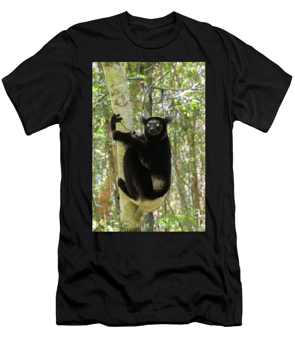 Indri on Tree Trunk Palmarium Reserve Terry Whittaker Natureplcom T-Shirt