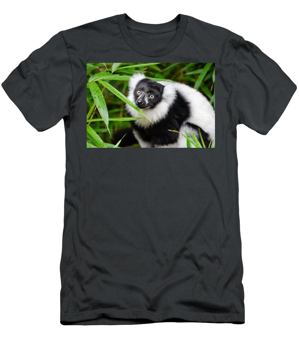 Lemur of Madagascar Les Classics T-Shirt