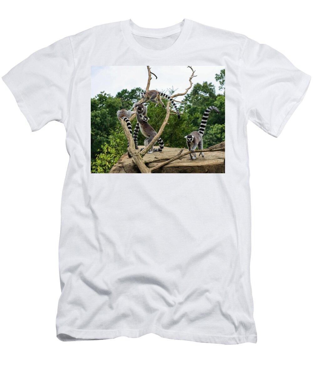 Ring Tailed Lemurs Playing Flees Photos T-Shirt